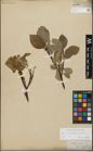 Foto von Salix glandulifera Flod. x Salix lanata L.